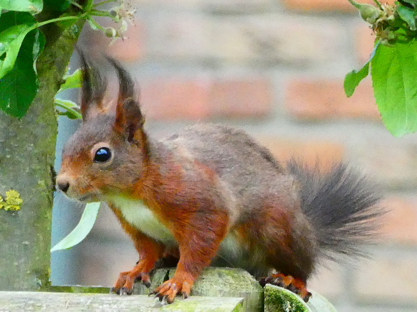 Eichhörnchen die 1