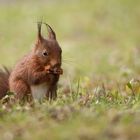 Eichhörnchen die 2.