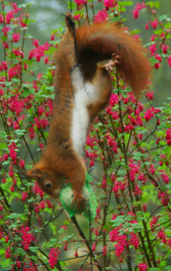 Eichhörnchen die 3.