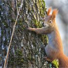 Eichhörnchen die dritte