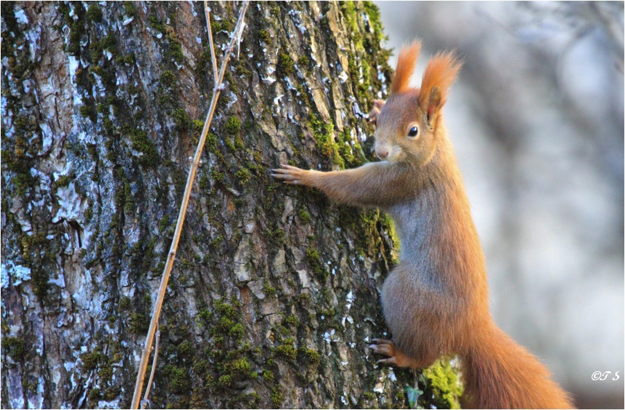 Eichhörnchen die dritte