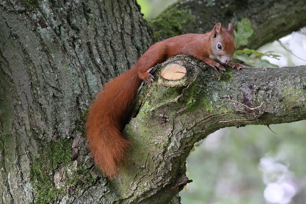 Eichhörnchen die erste