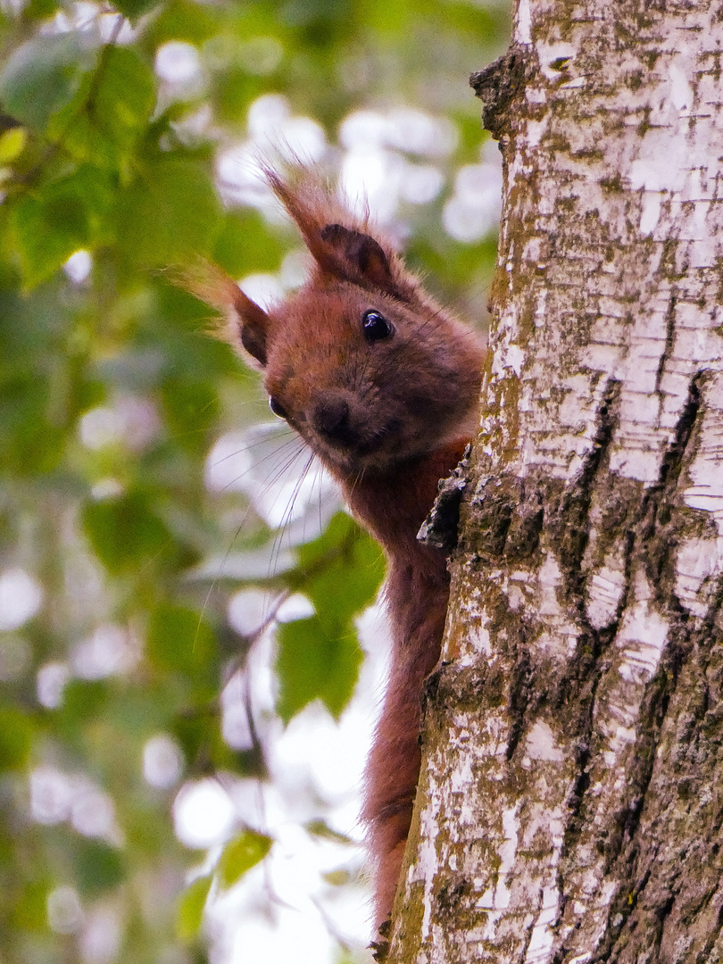 Eichhörnchen - ...die Neugierde siegt machmal :0)