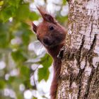 Eichhörnchen - ...die Neugierde siegt machmal :0)