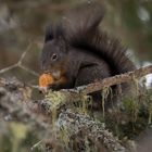 Eichhörnchen die super Nussknacker 