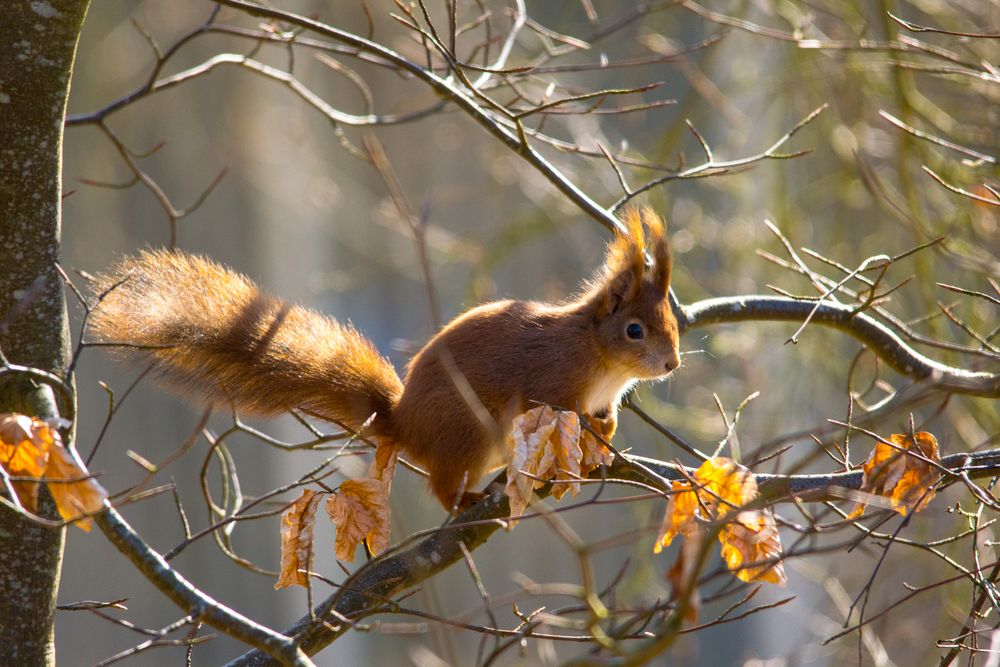 Eichhörnchen, die Zweite