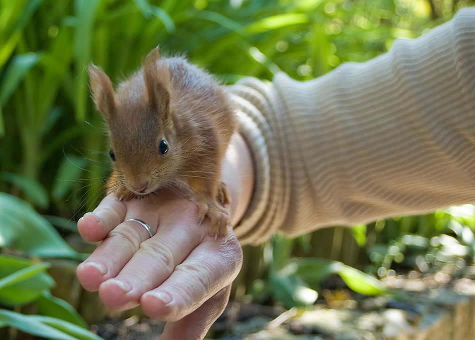 eichhörnchen die zweite