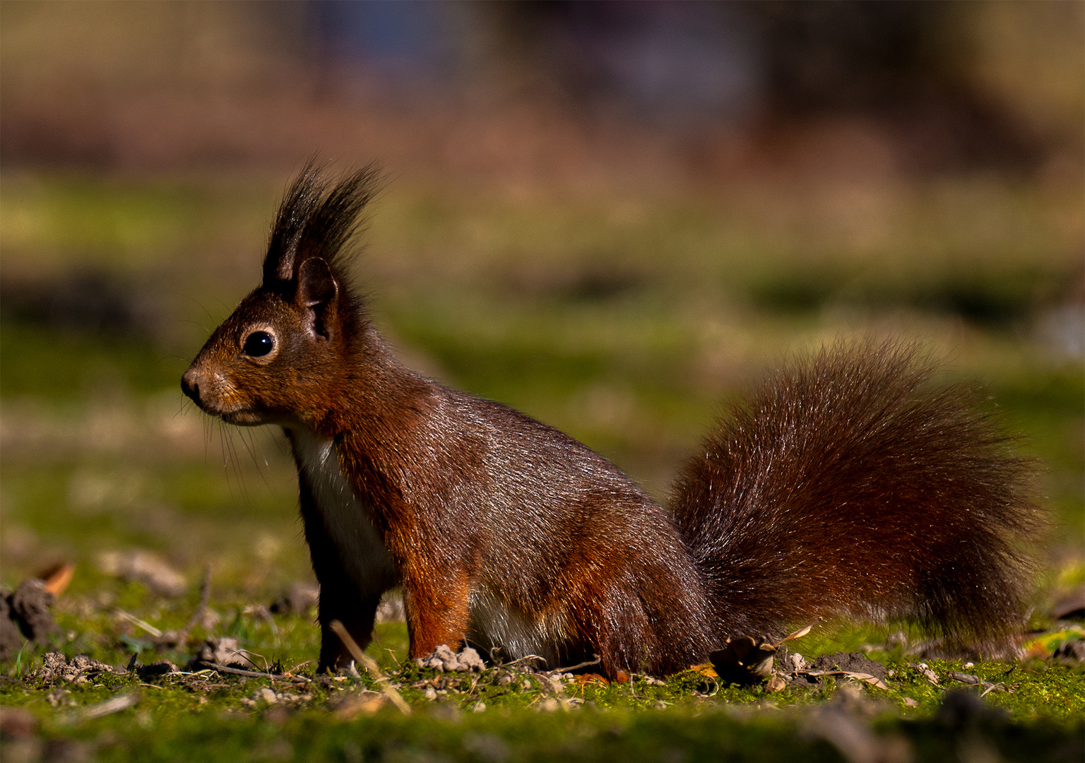 Eichhörnchen, die Zweite