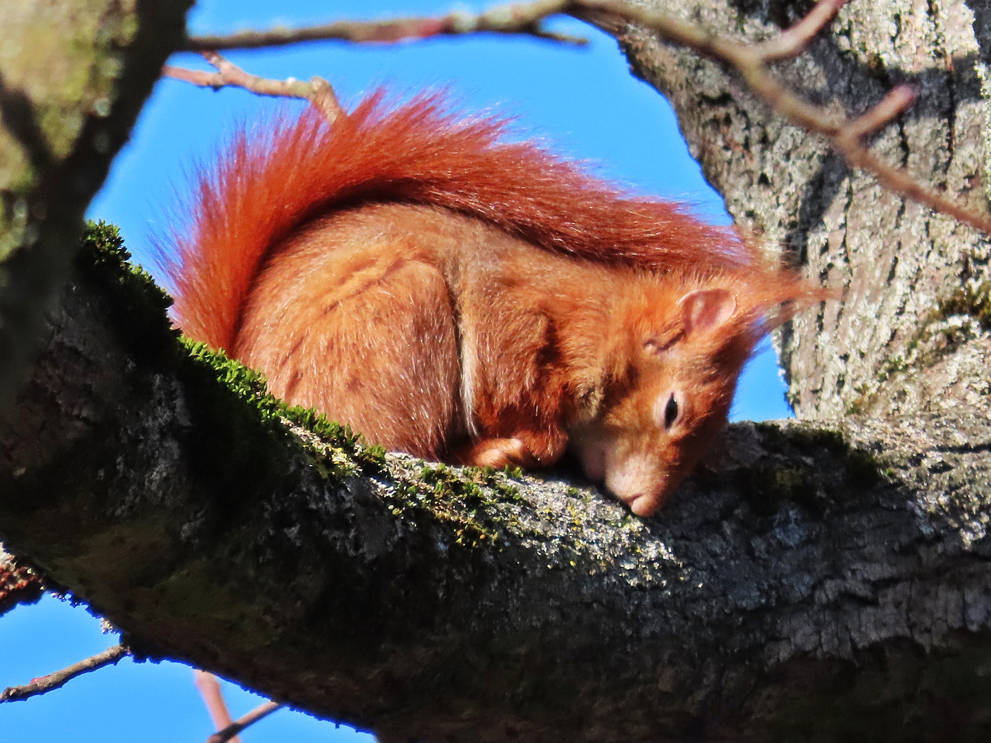 Eichhörnchen döst in der Sonne