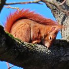 Eichhörnchen döst in der Sonne