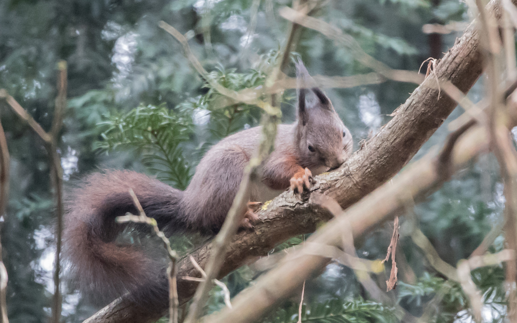 Eichhörnchen Doku 1 von 5