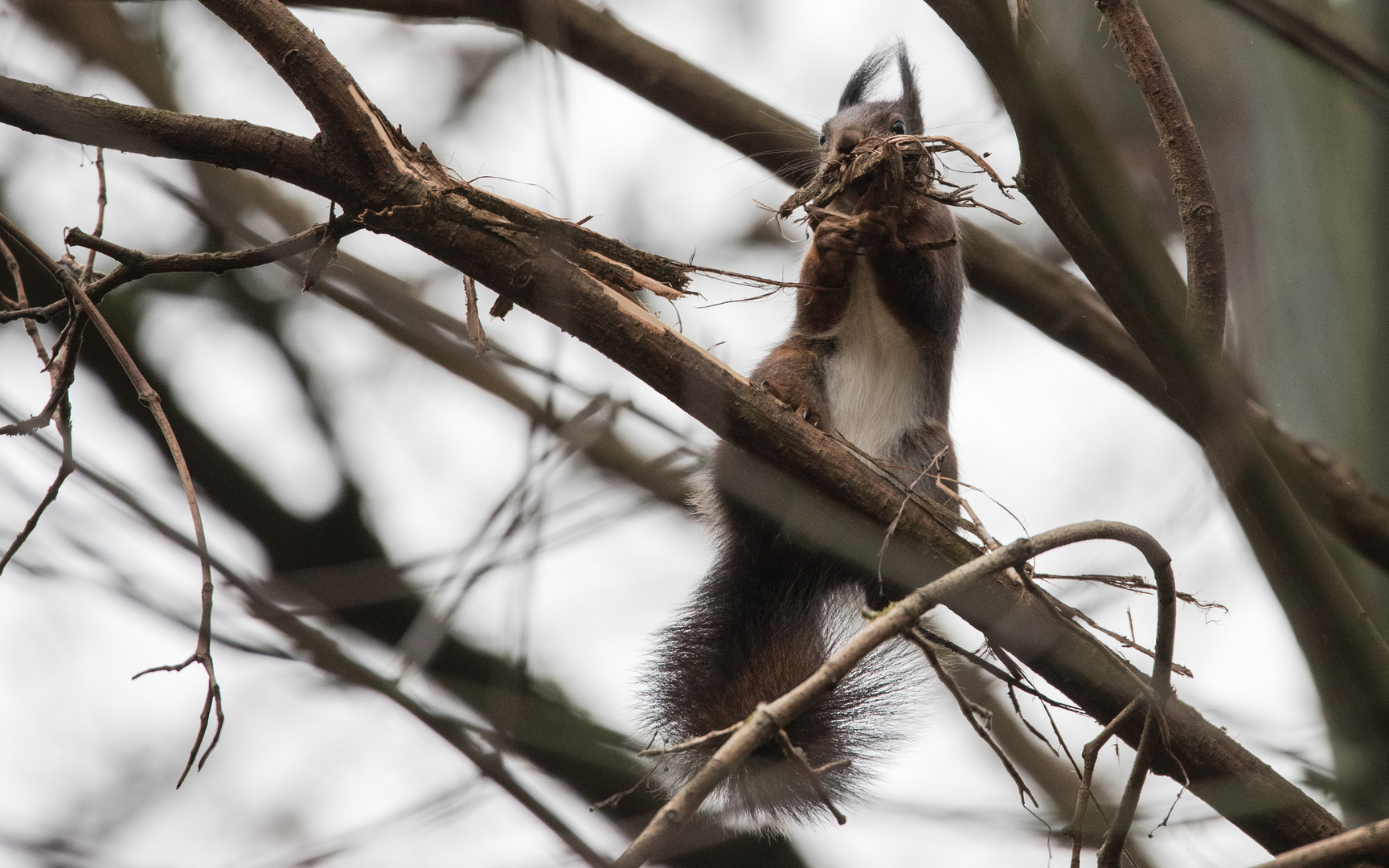 Eichhörnchen Doku  4 von 5