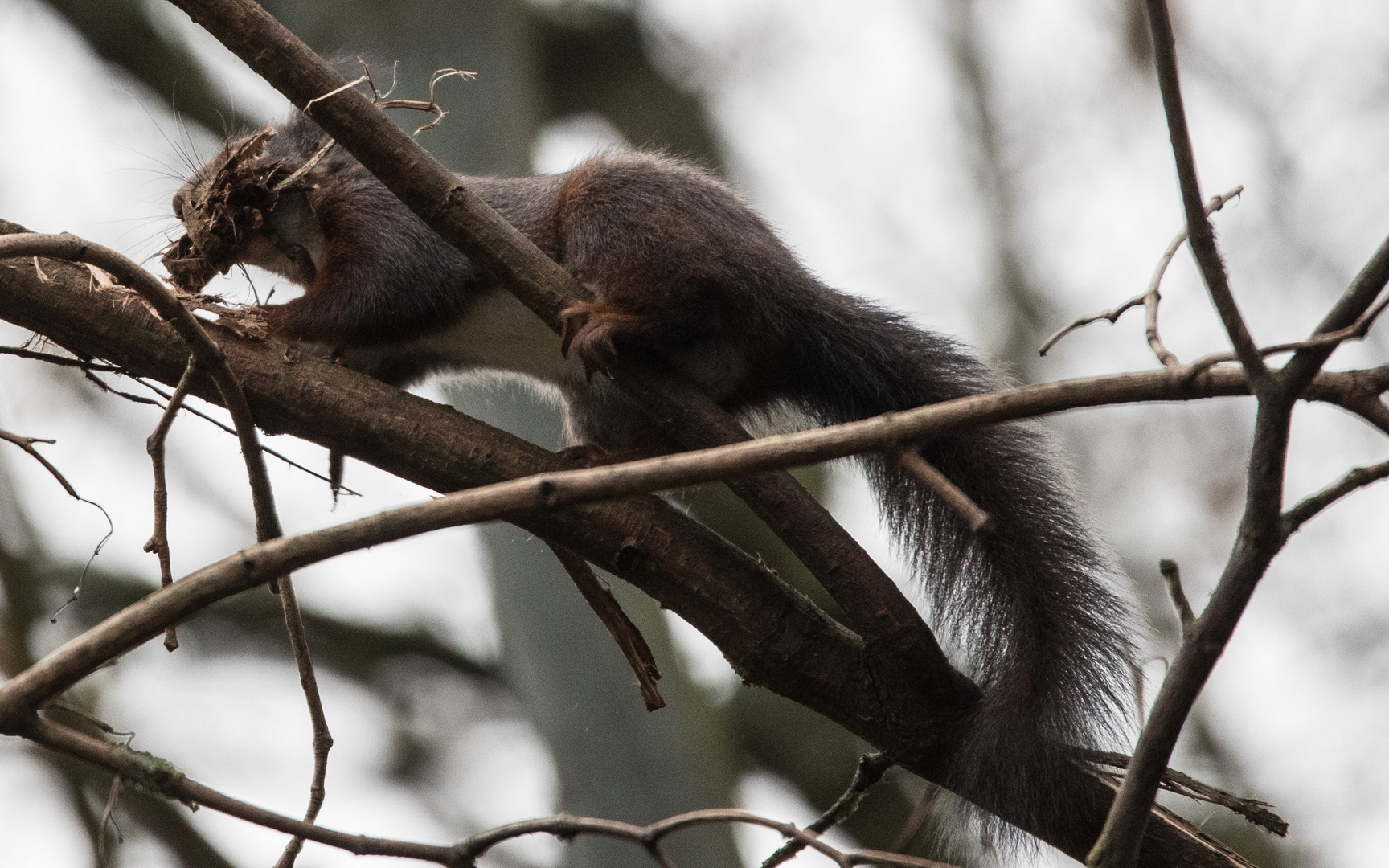 Eichhörnchen Doku  5 von 5