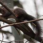 Eichhörnchen Doku  5 von 5