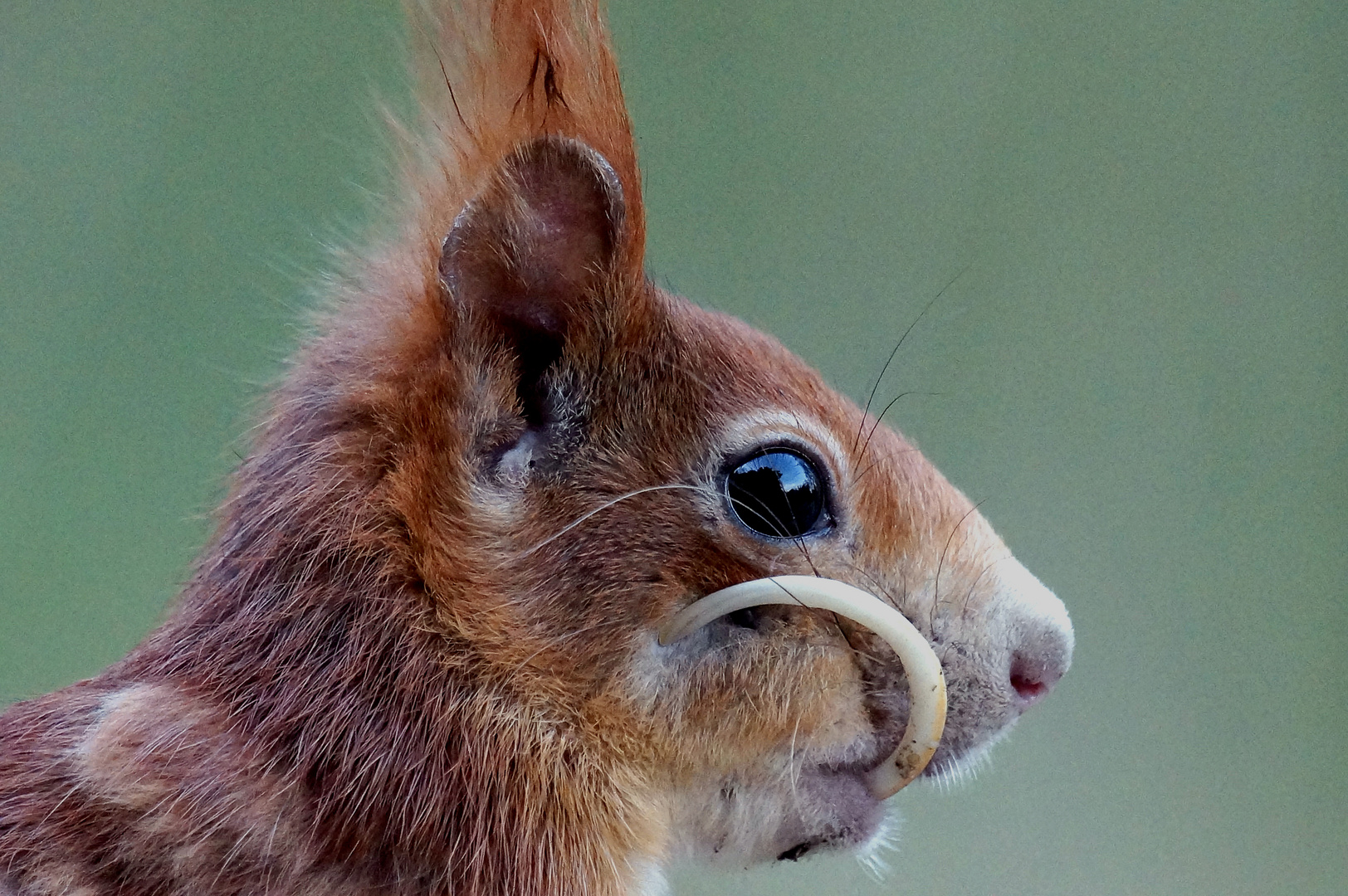 Eichhörnchen Drakula