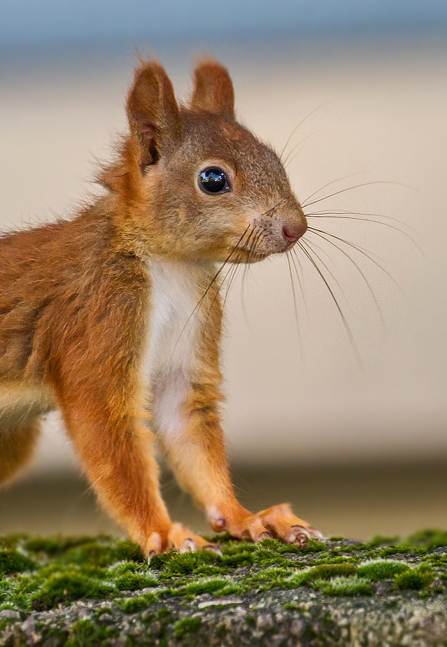 Eichhörnchen - du musst auf die Speicherkarte