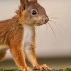 Eichhörnchen - du musst auf die Speicherkarte