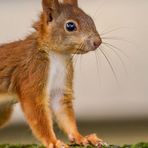Eichhörnchen - du musst auf die Speicherkarte