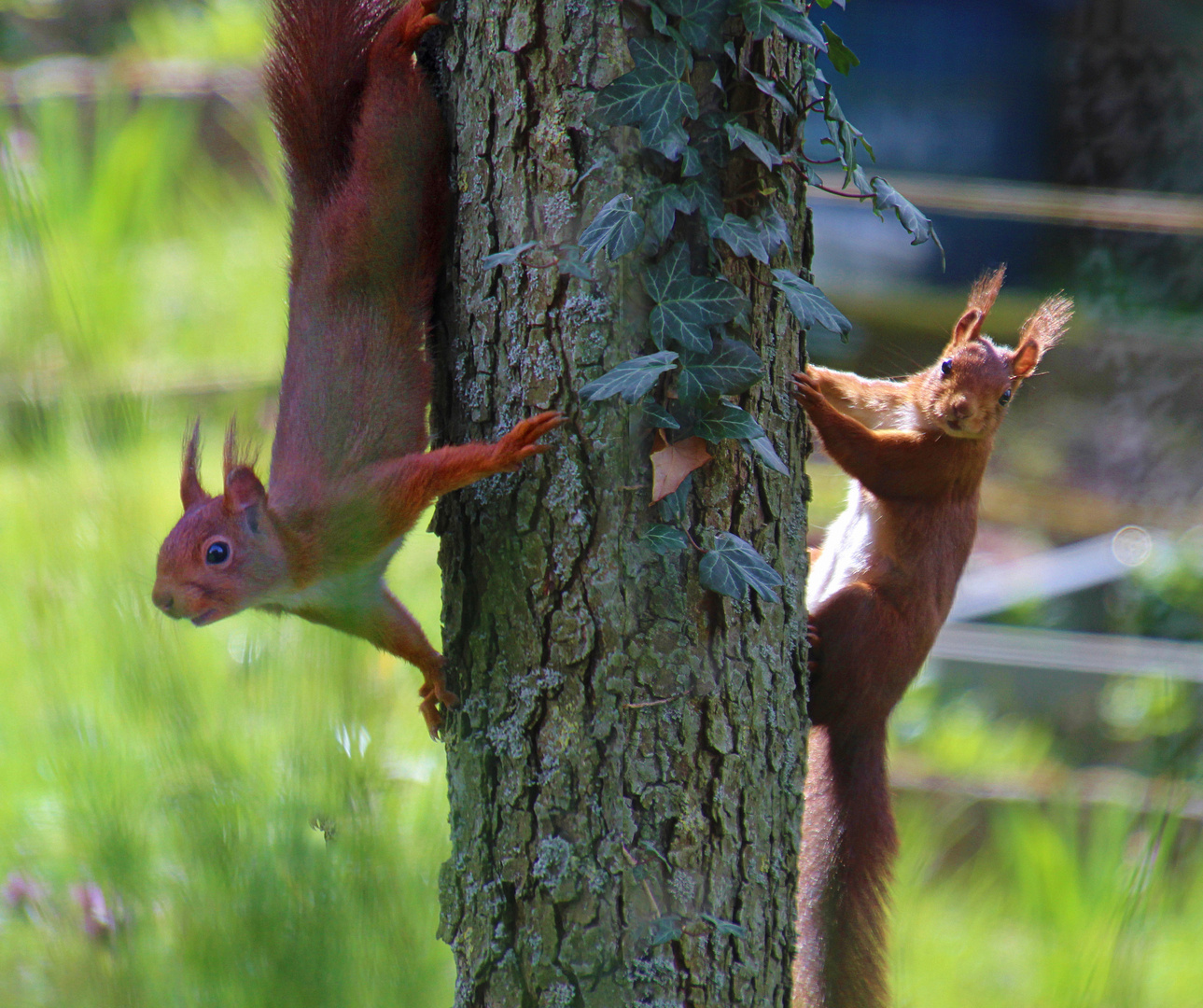 Eichhörnchen- Duo