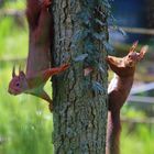Eichhörnchen- Duo