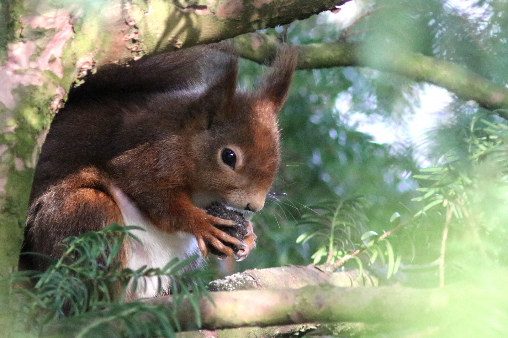 Eichhörnchen durch lautes Knabbern ertappt