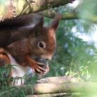 Eichhörnchen durch lautes Knabbern ertappt