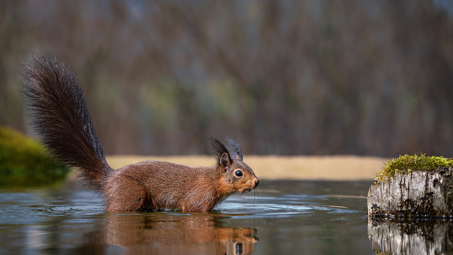 Eichhörnchen durchwatet den Teich.