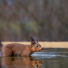 Eichhörnchen durchwatet den Teich.