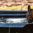 Eichhörnchen - Durst
