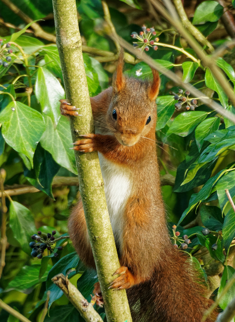 Eichhörnchen