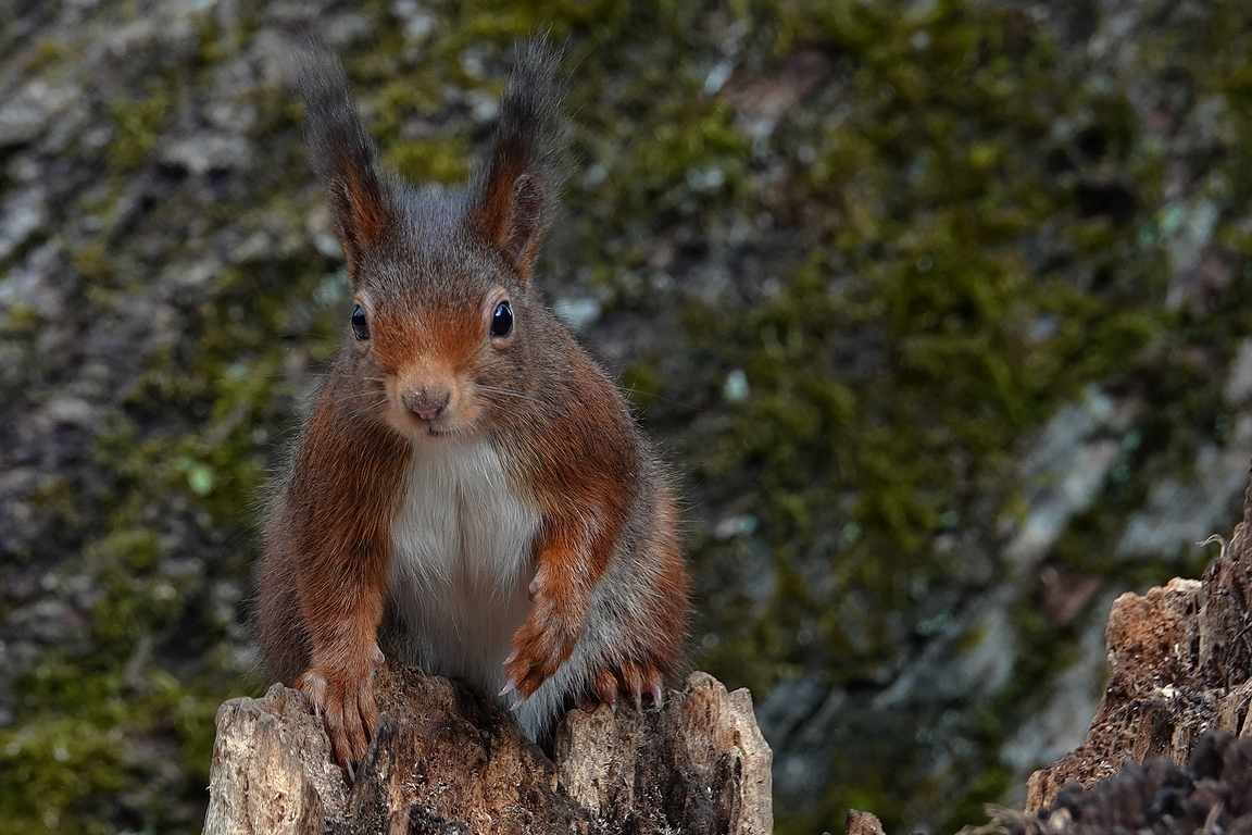 Eichhörnchen