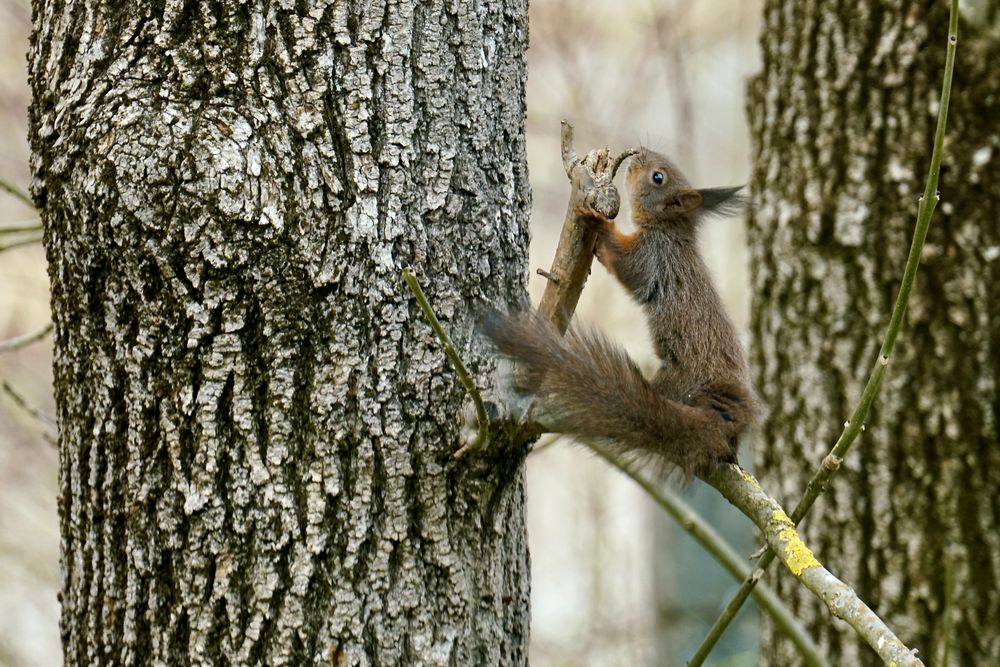 Eichhörnchen