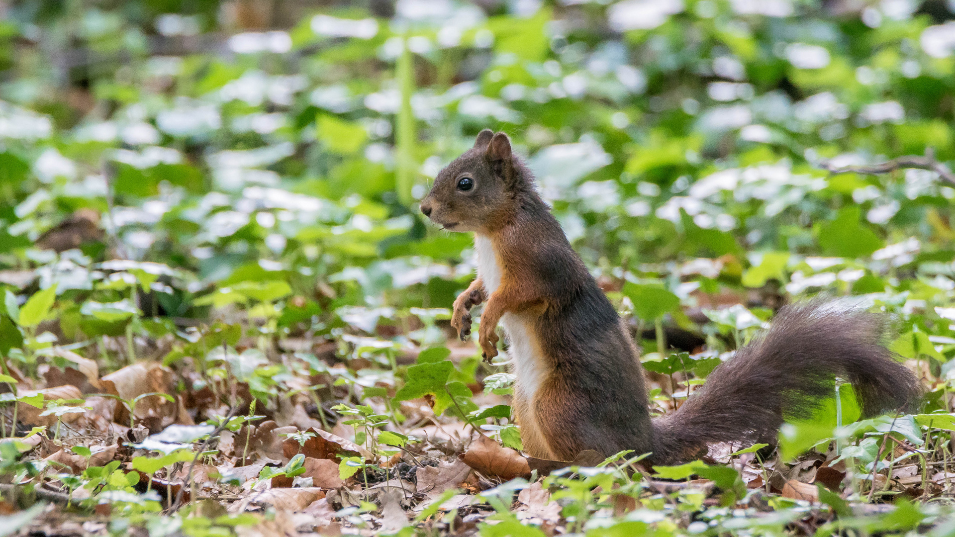 Eichhörnchen