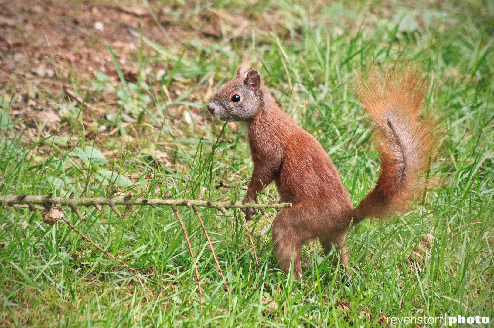 Eichhörnchen