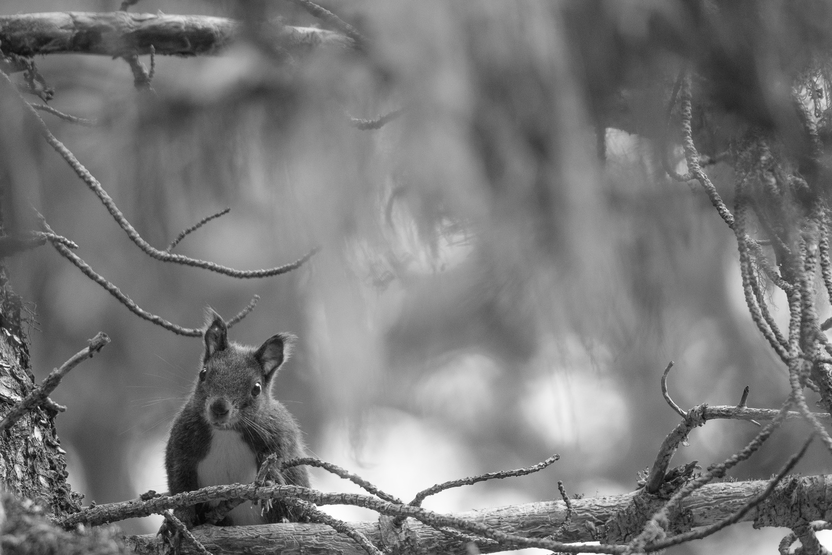 Eichhörnchen