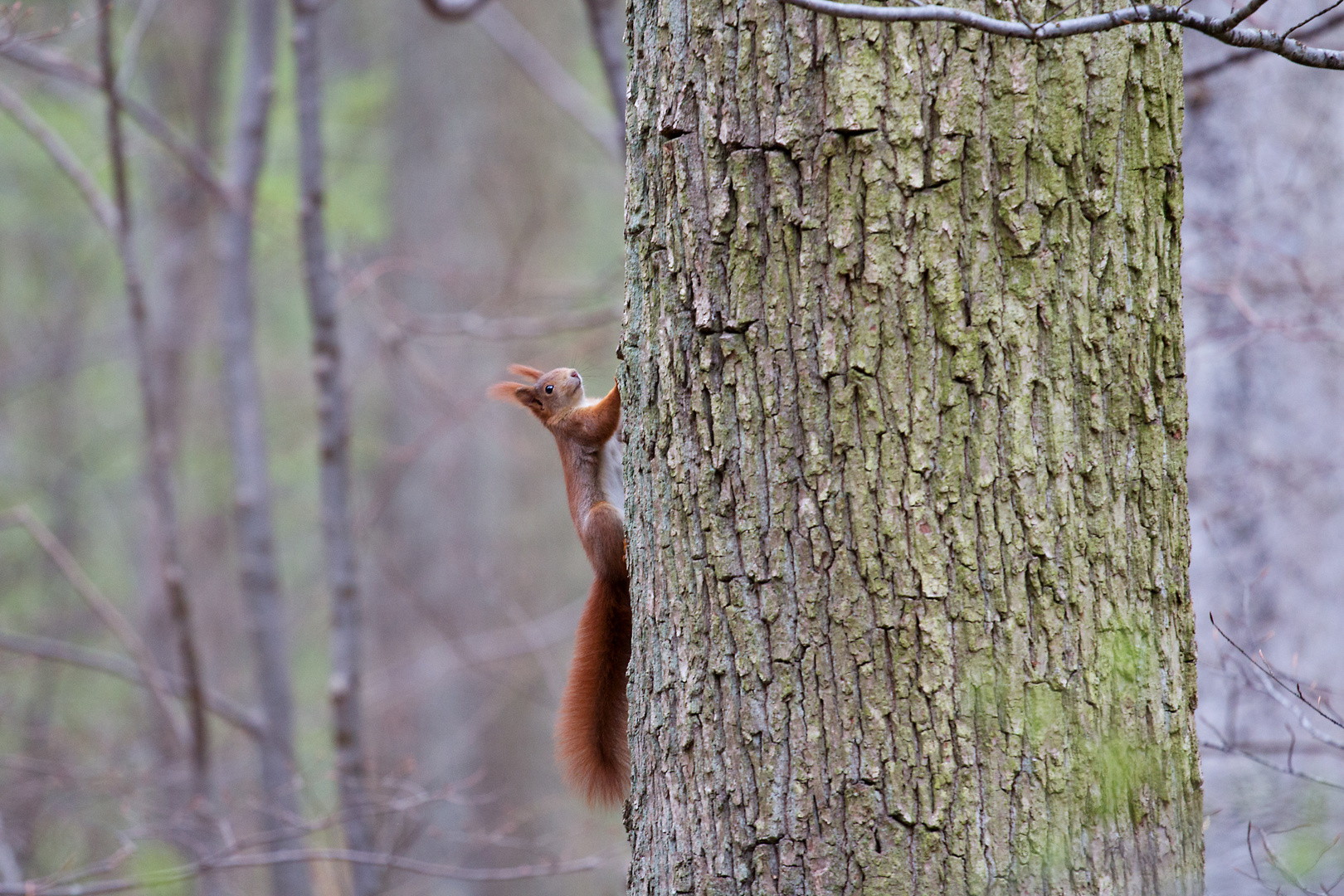 Eichhörnchen