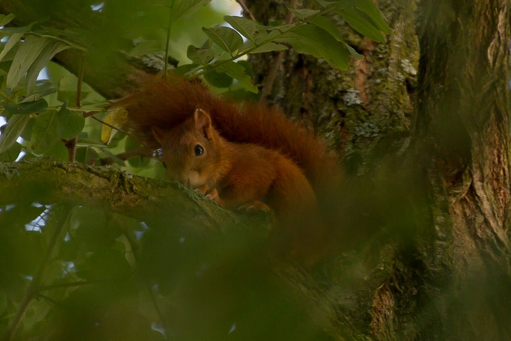 Eichhörnchen...