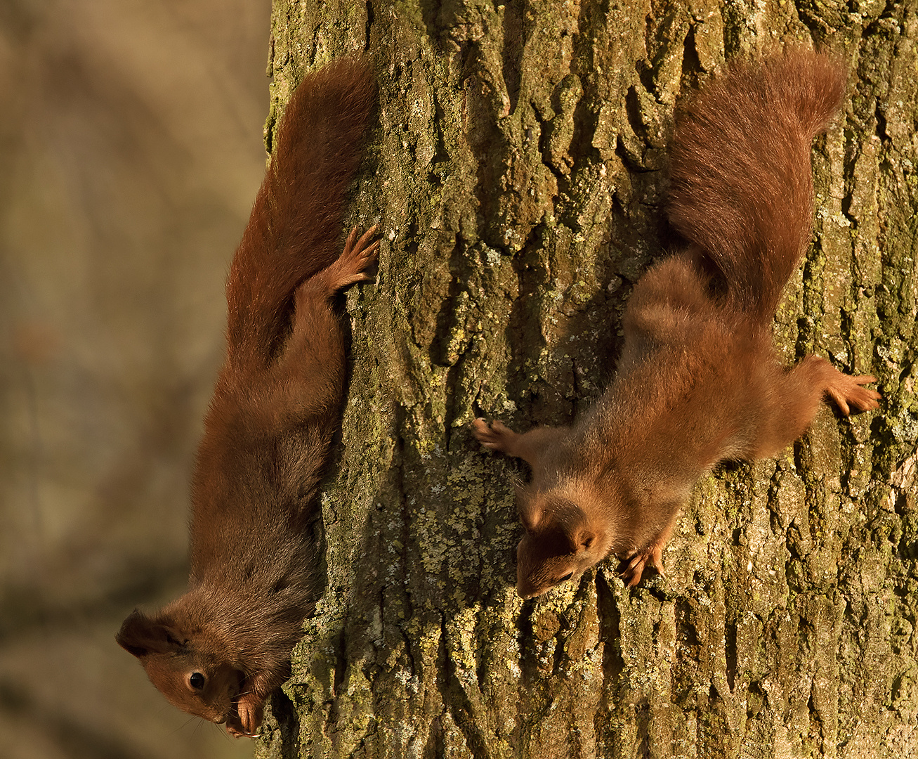 Eichhörnchen