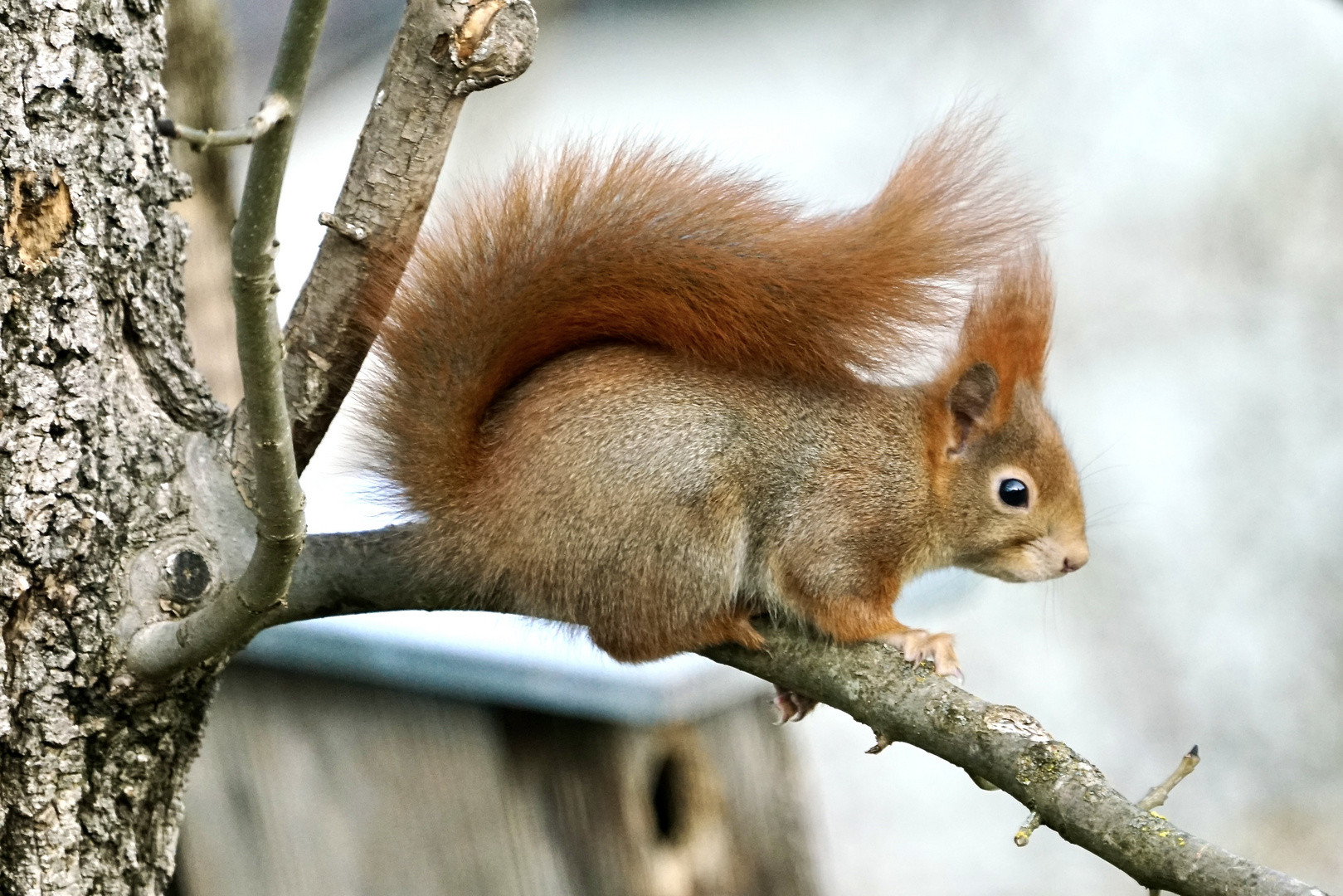 Eichhörnchen