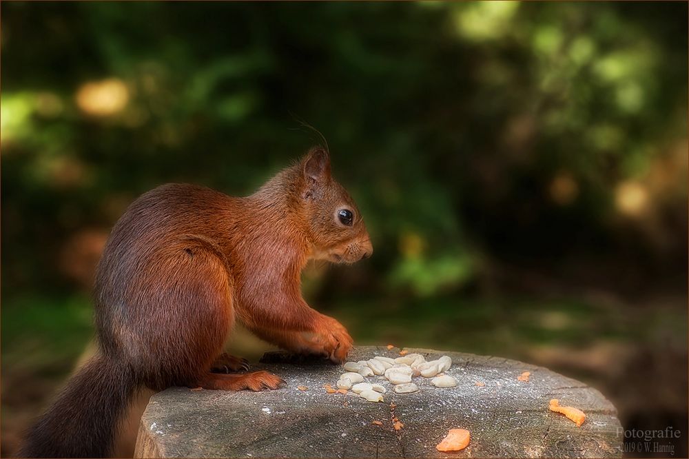 Eichhörnchen