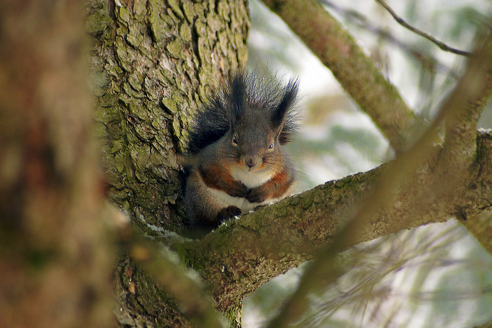 Eichhörnchen