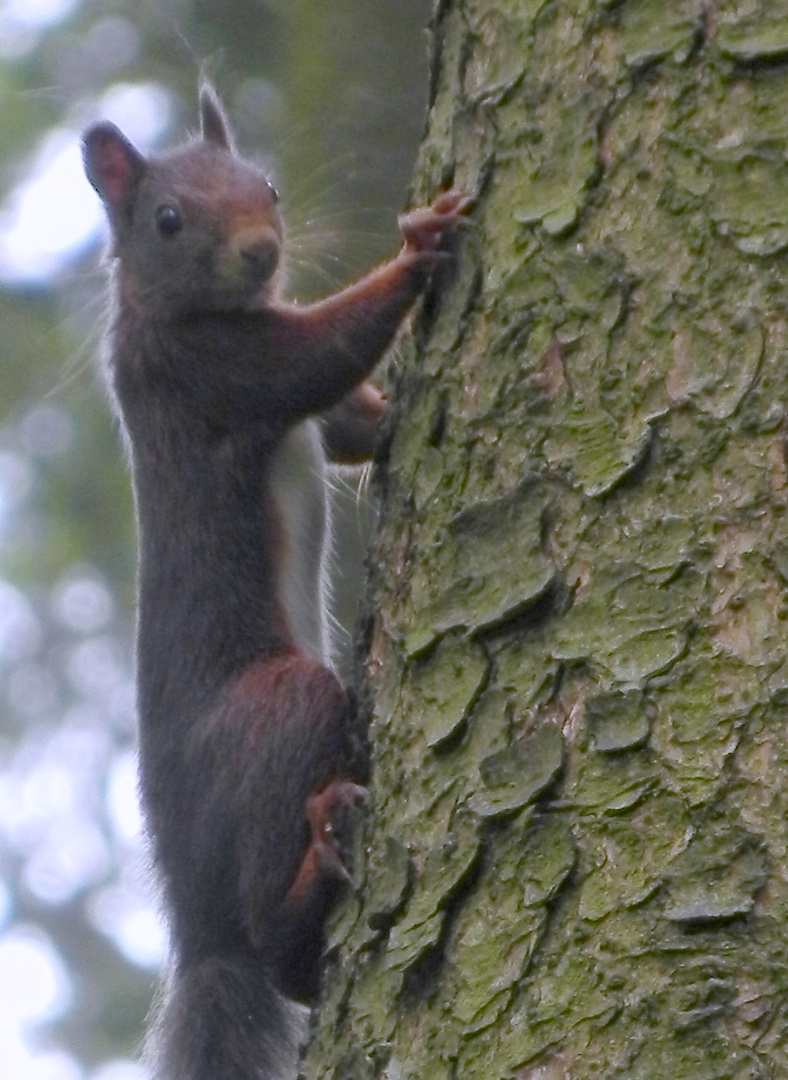 Eichhörnchen