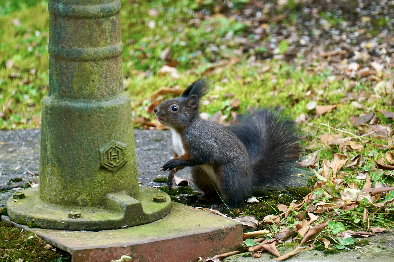 Eichhörnchen..