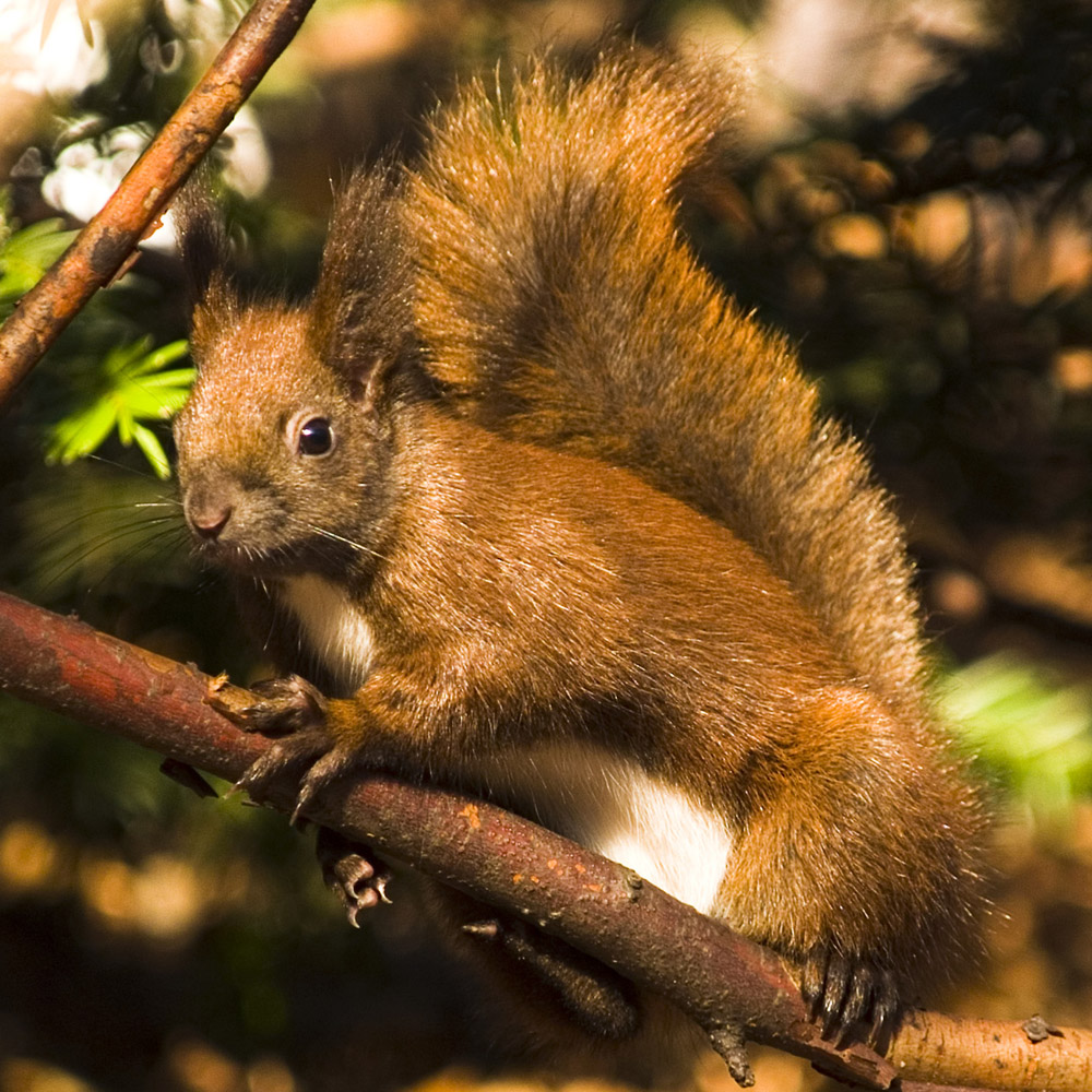 Eichhörnchen