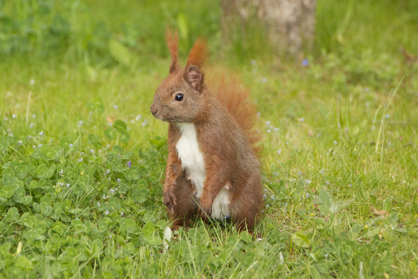 Eichhörnchen