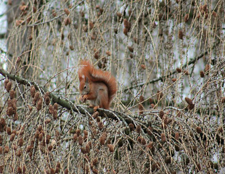 Eichhörnchen