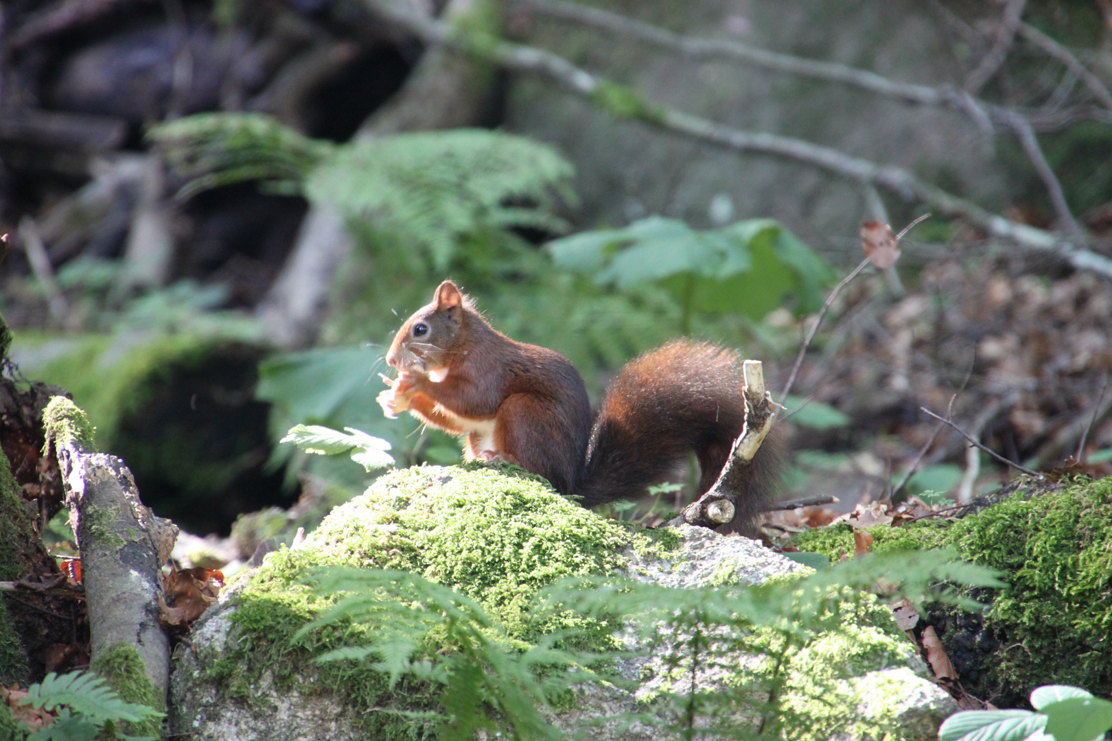 Eichhörnchen