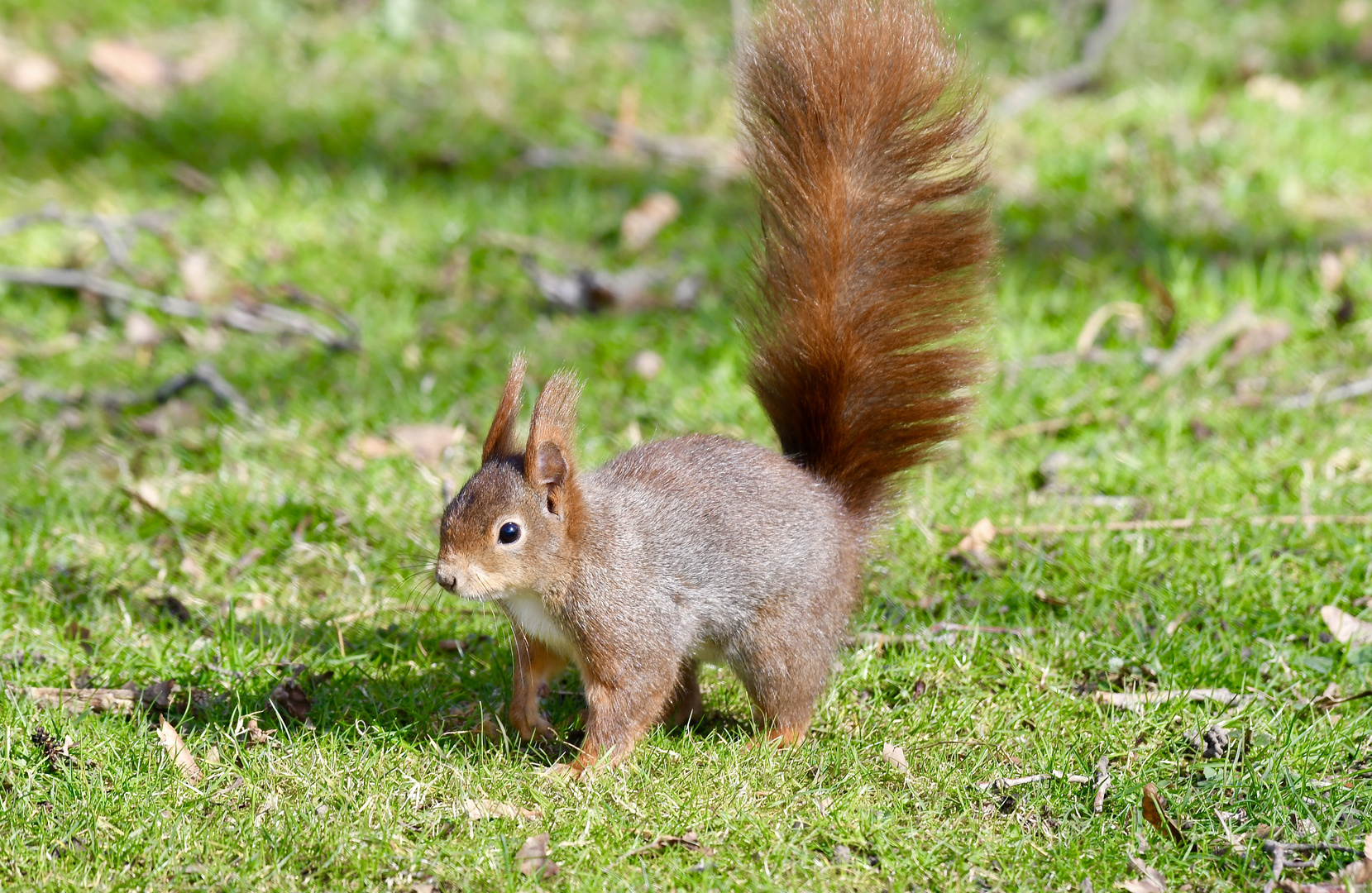 Eichhörnchen