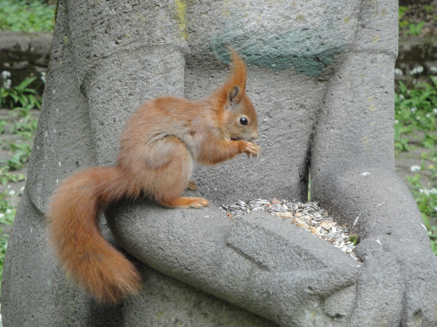 Eichhörnchen