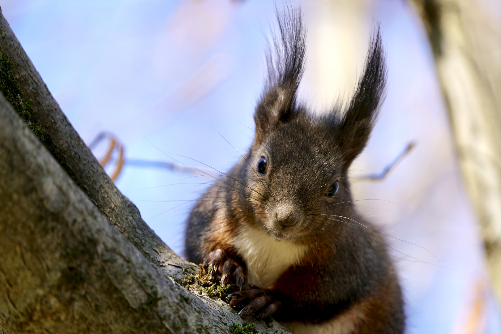 Eichhörnchen